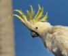 Hello Cocky